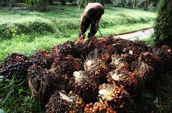 Male Worker Seen Collecting Palm Oil Editorial Stock Photo - Stock ...