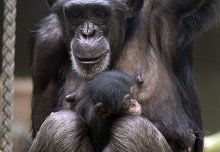 Chimp Stock Pictures Editorial Images And Stock Photos Shutterstock