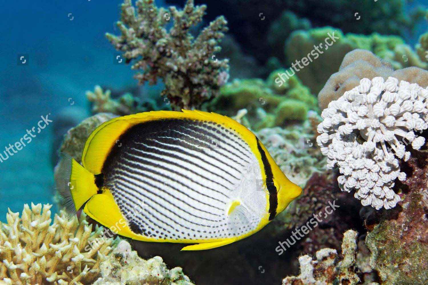 Blackback Butterflyfish Chaetodon Melannotus Floats Over Coral Editorial Stock Photo Stock Image Shutterstock