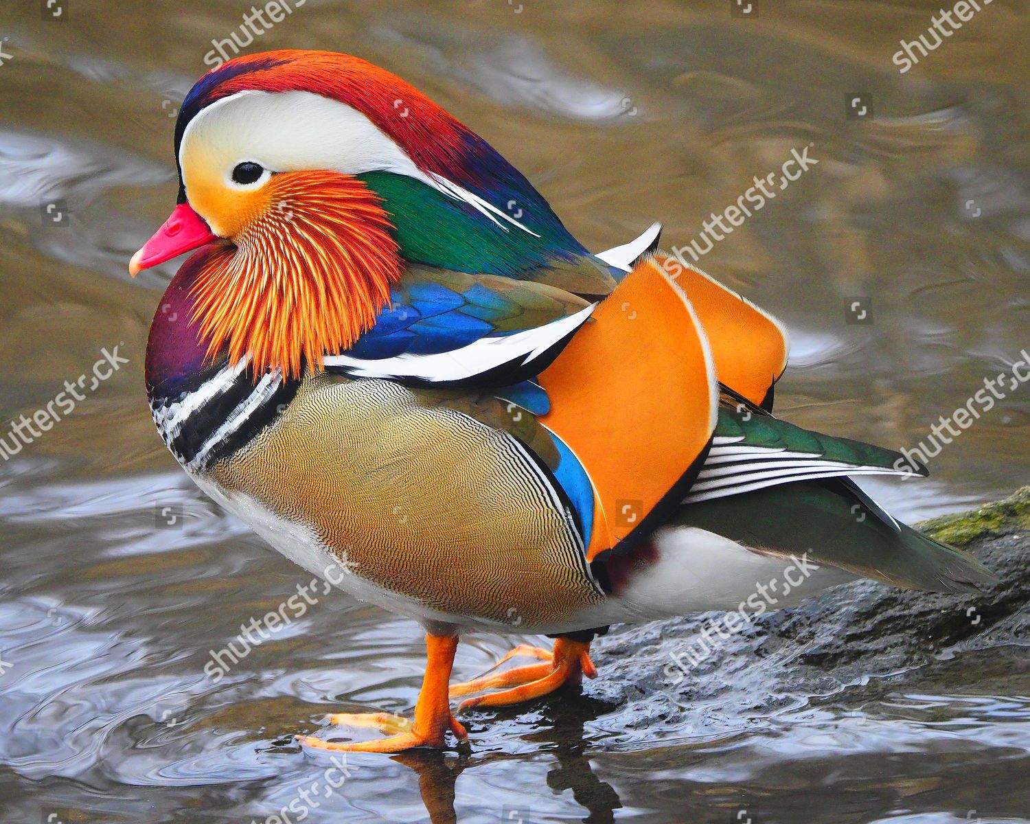 MANDARIN DUCK CONTINUES LIVE CENTRAL PARK Editorial Stock Photo Stock