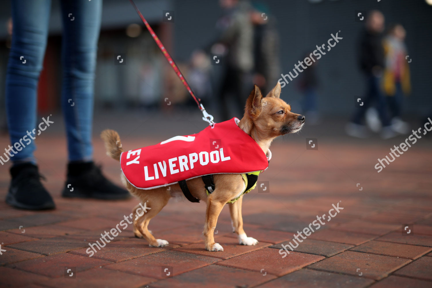 liverpool dog jersey