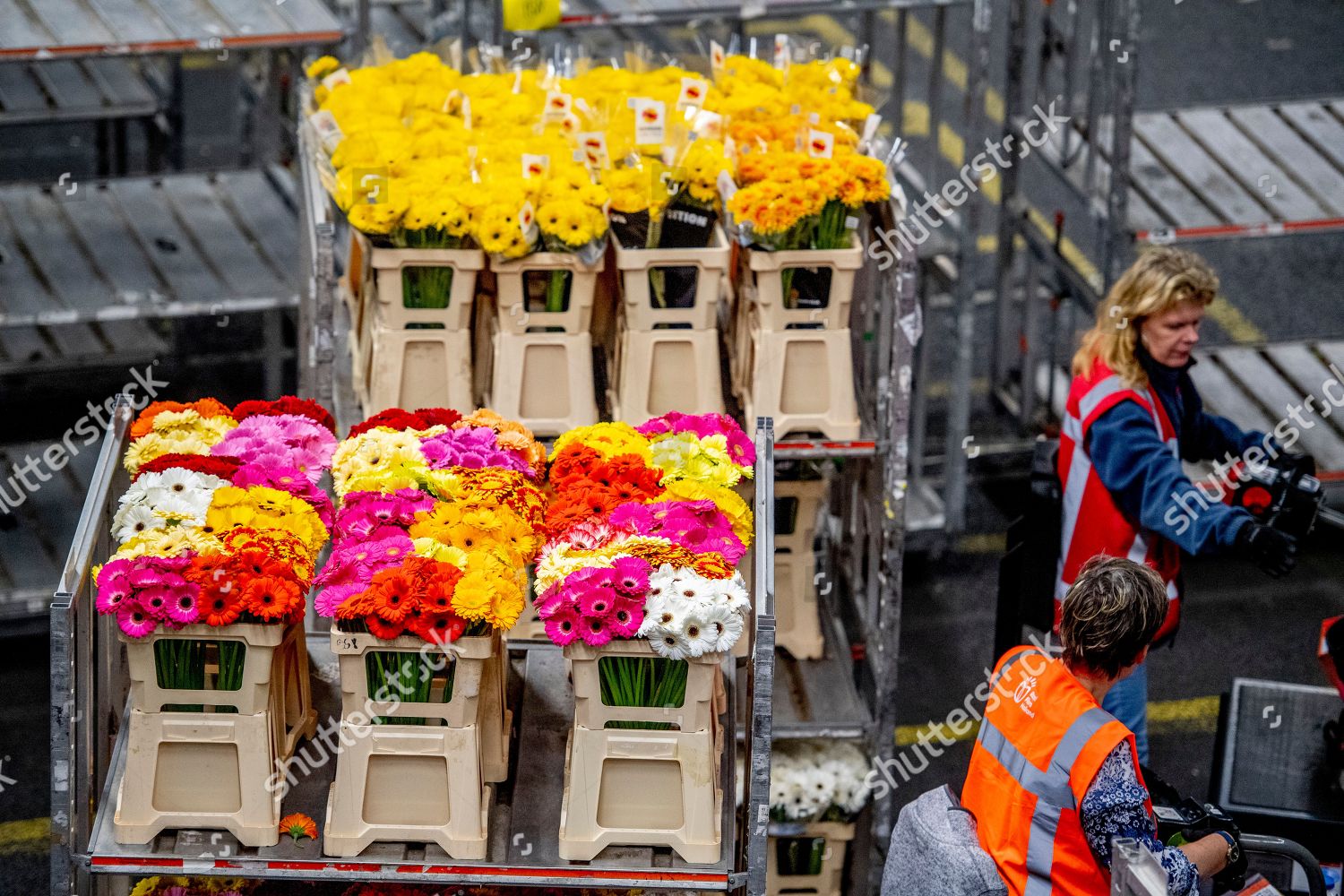 Royal Floraholland Flower Auction Editorial Stock Photo - Stock Image ...