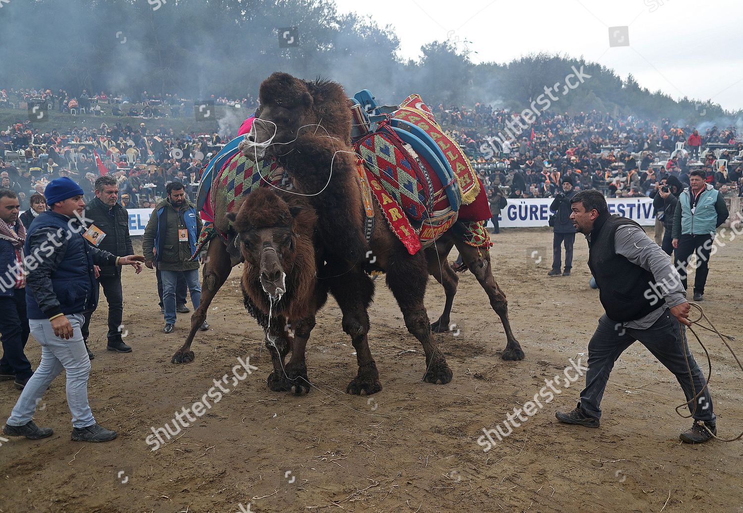 Two Camels Fight During Selcukefes Camel Editorial Stock Photo - Stock ...