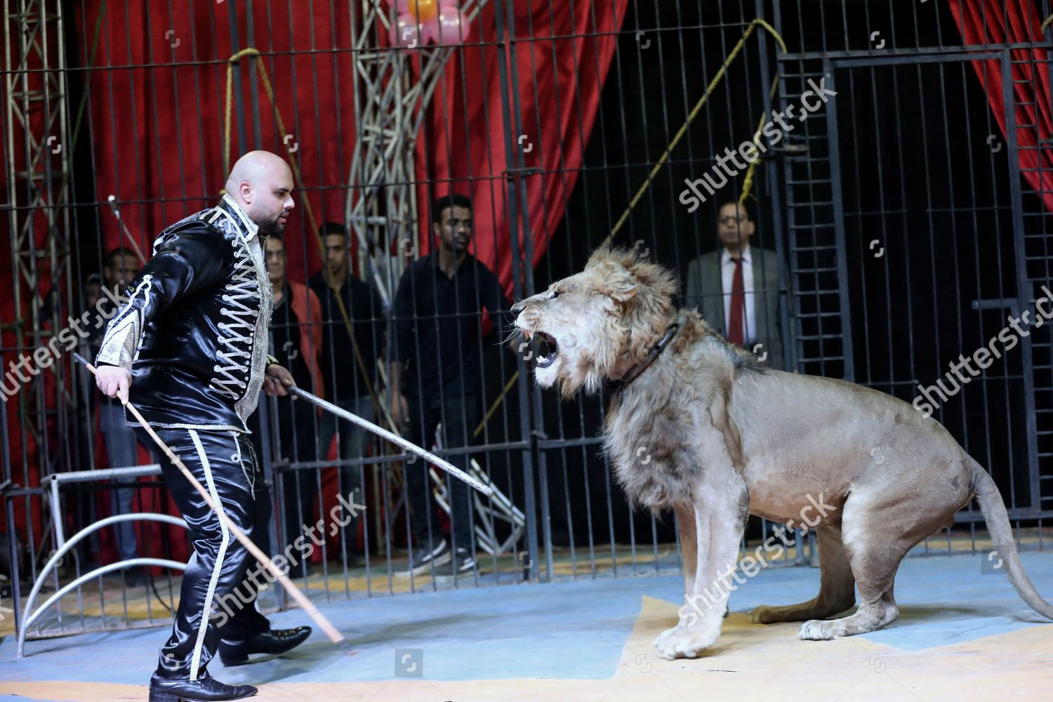 Egyptian Animal Trainer Mohamed Sayed El Editorial Stock Photo - Stock ...