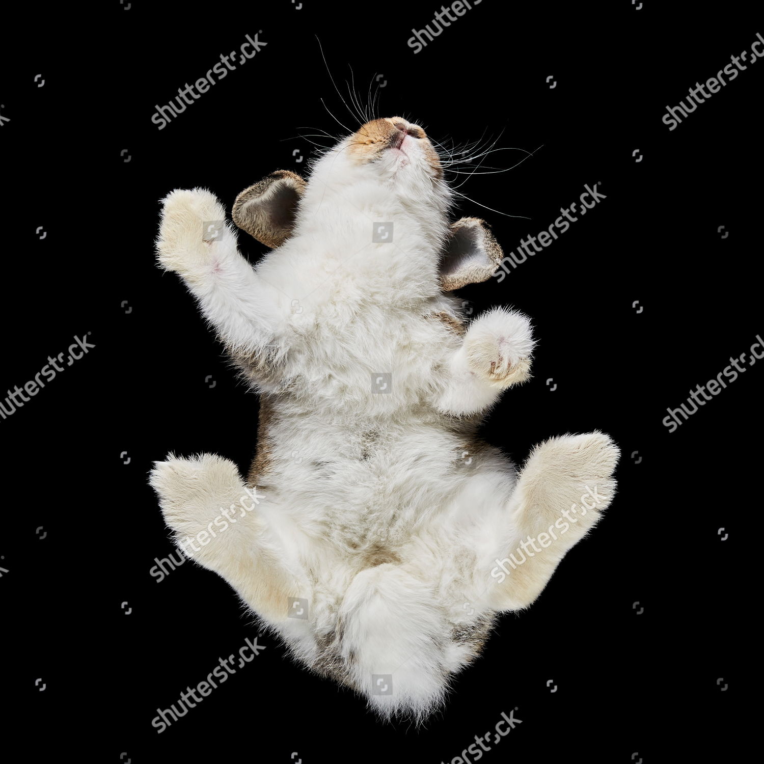 Rabbit Pictured Underneath Editorial Stock Photo Stock Image