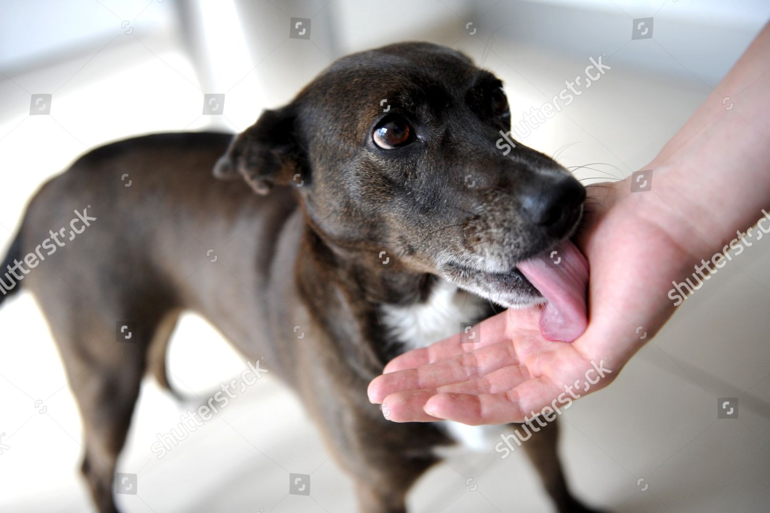 why do dogs like licking hands