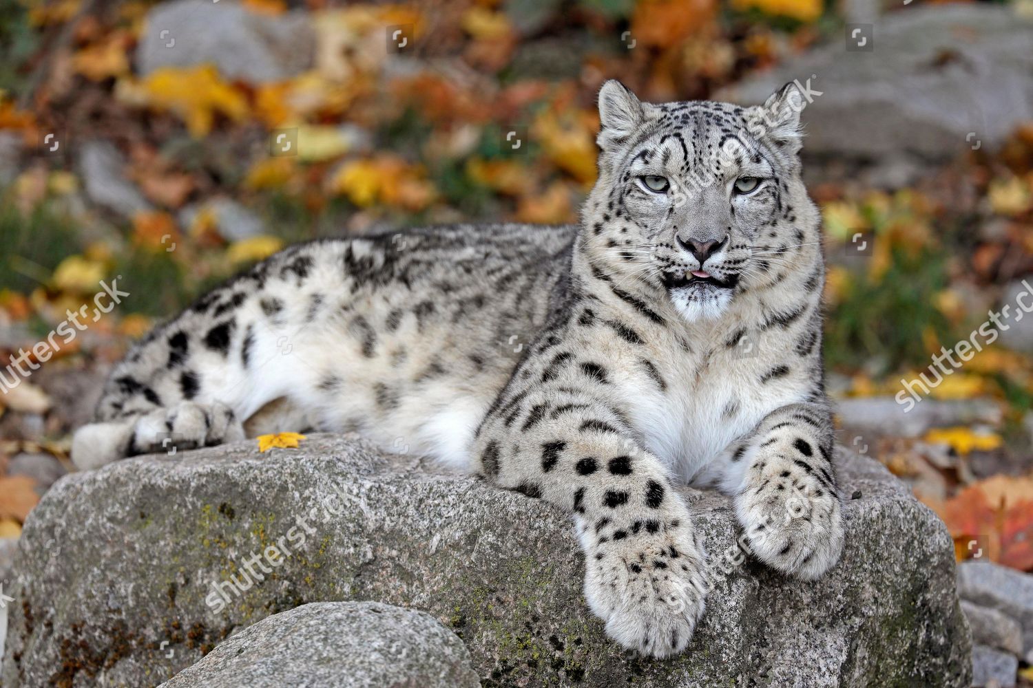 Snow Leopard Panthera Uncia Lying On Rocks Editorial Stock Photo Stock Image Shutterstock