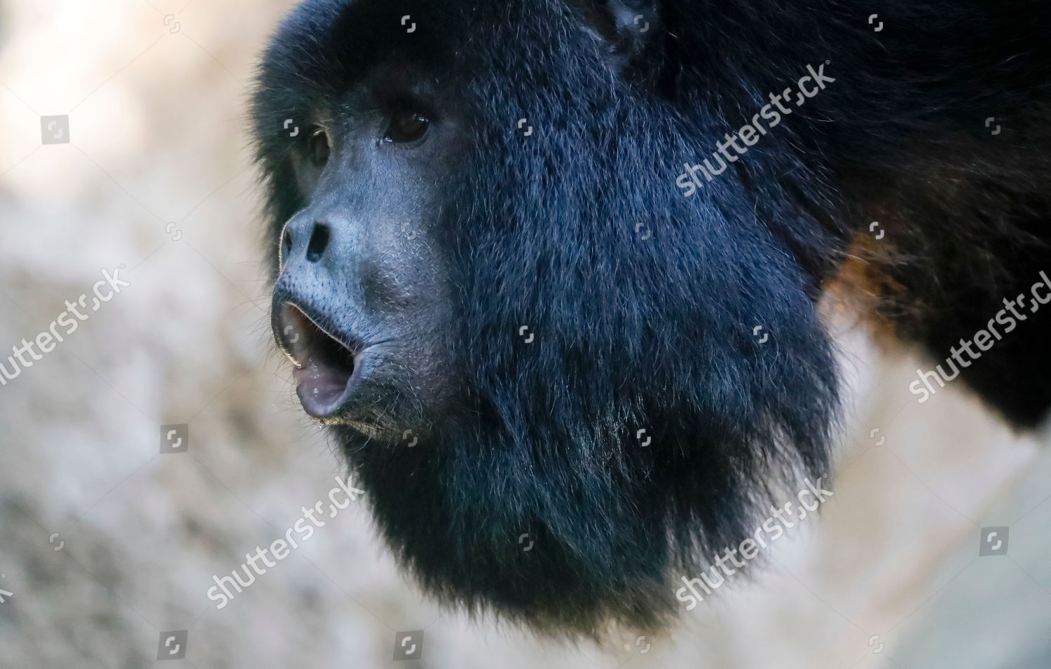 Black Howler Monkey Alouatta Caraya Roars Editorial Stock Photo - Stock ...