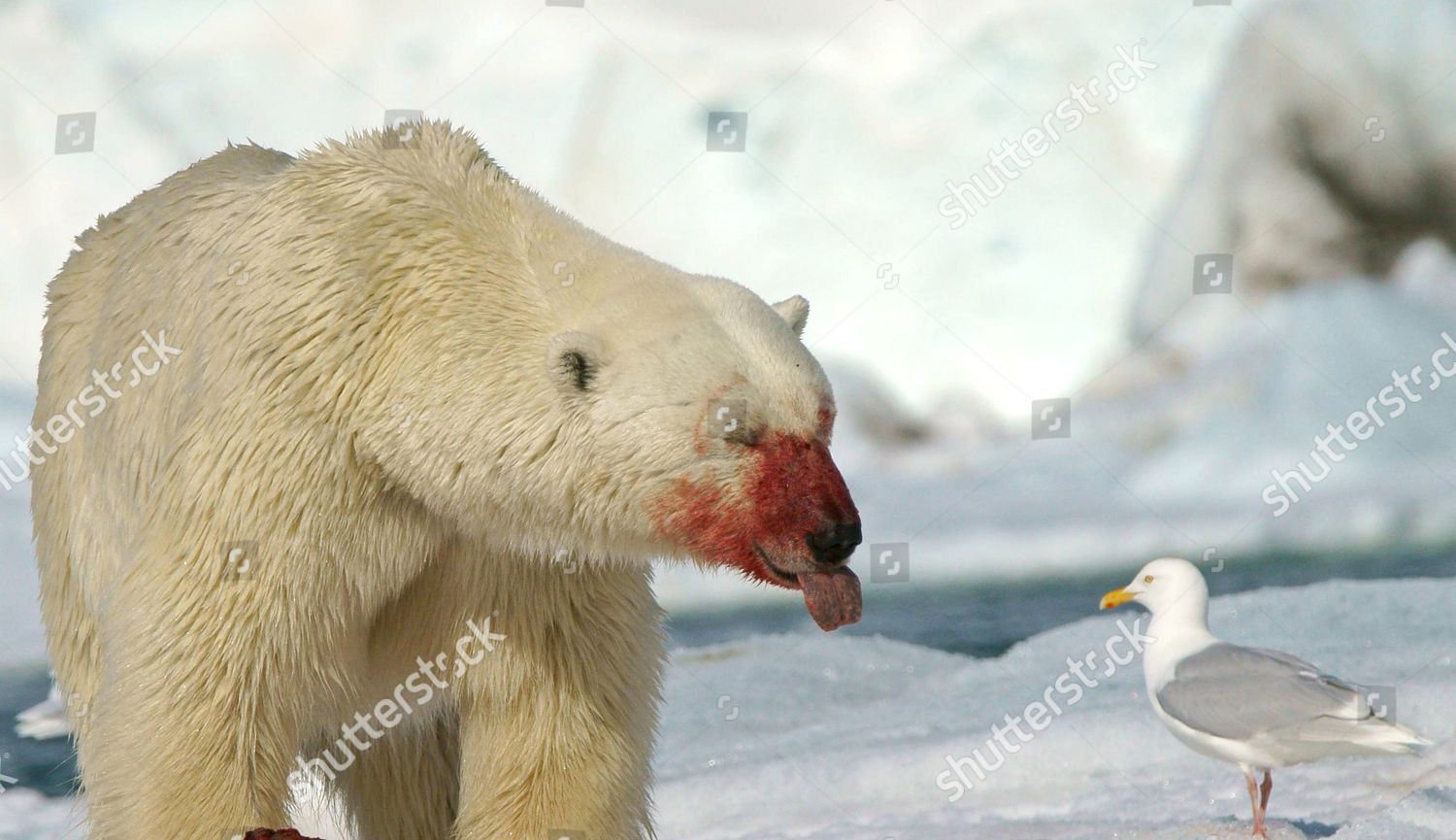 Белый медведь с высунутым языком