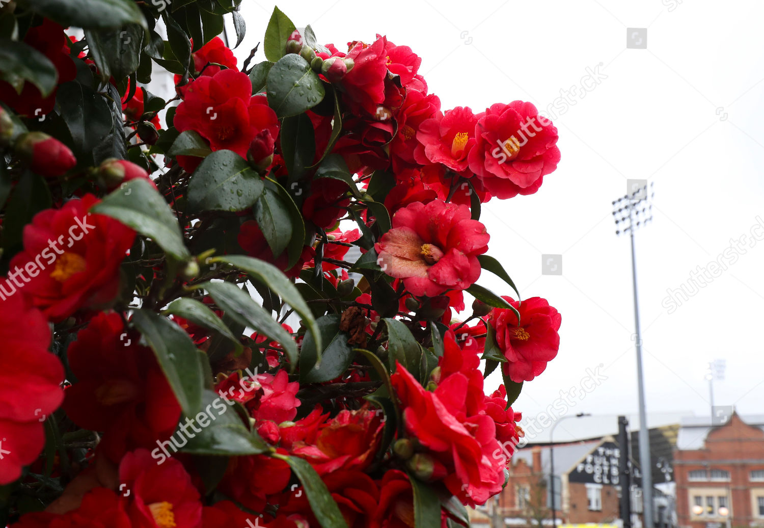 Blossom Outside Stevenage Road Stand Craven Cottage Editorial