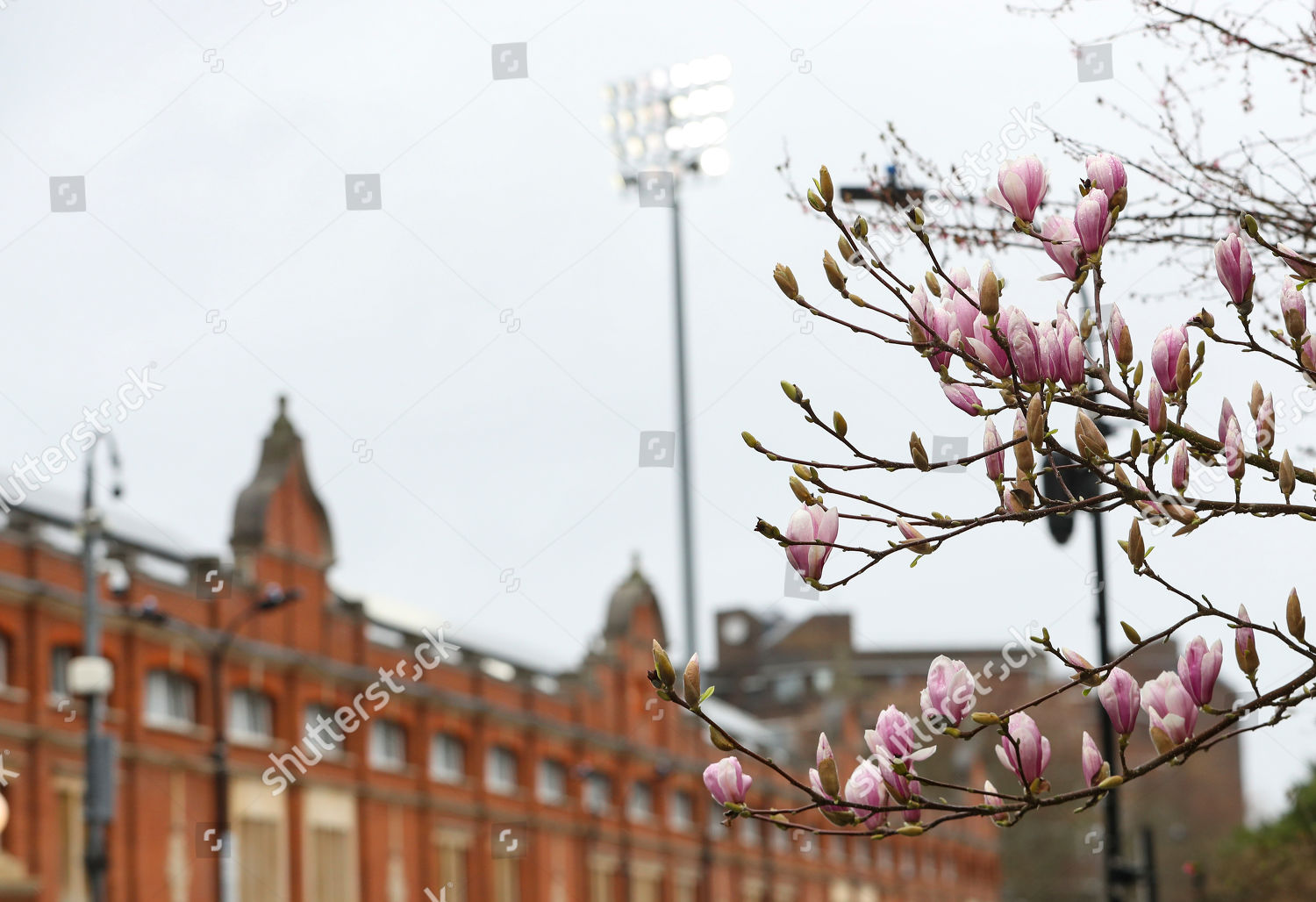 Blossom Outside Stevenage Road Stand Craven Cottage Editorial