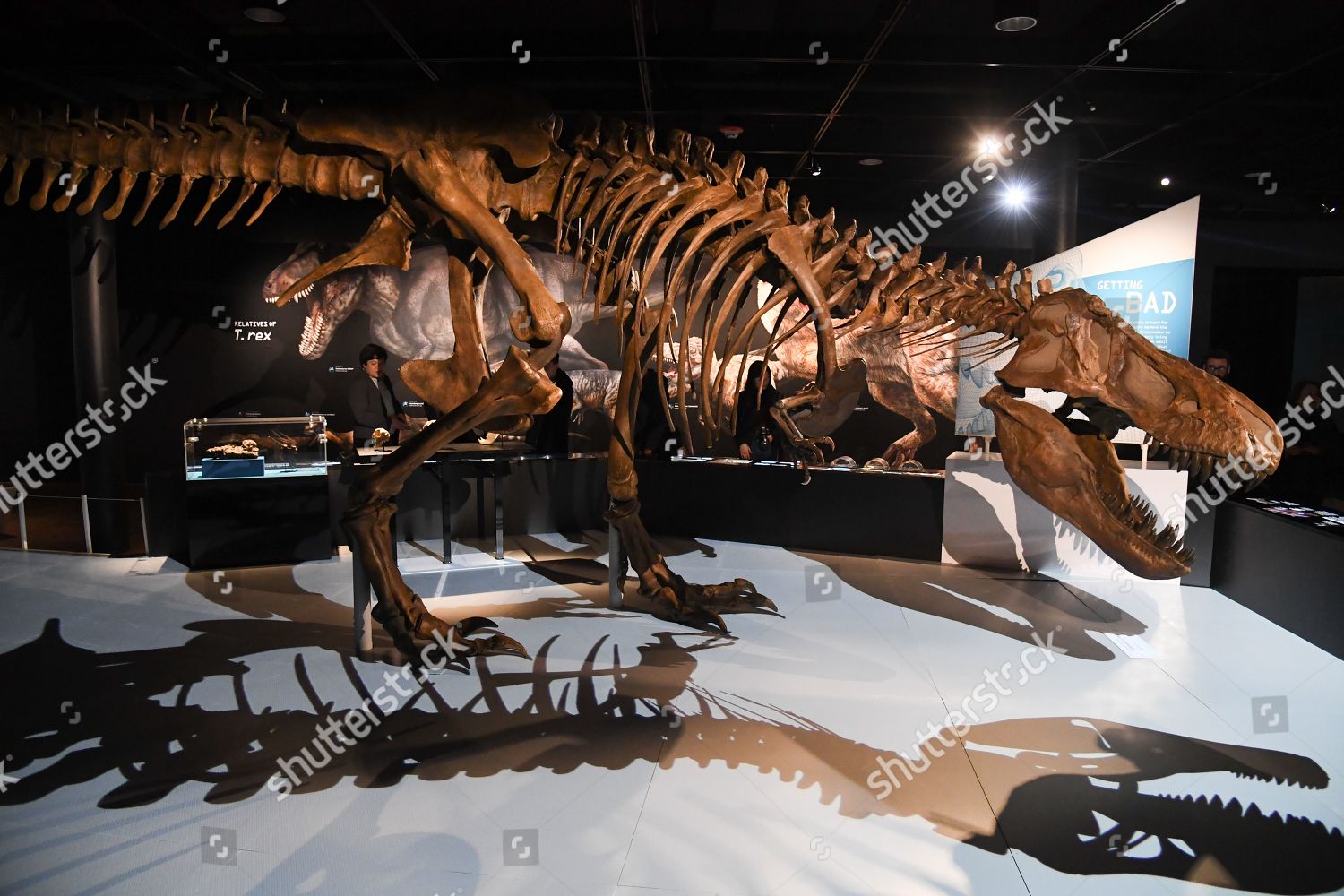 Come Face To Face With T Rex The Ultimate Predator At The American Museum Of Natural History Going Places Far Near