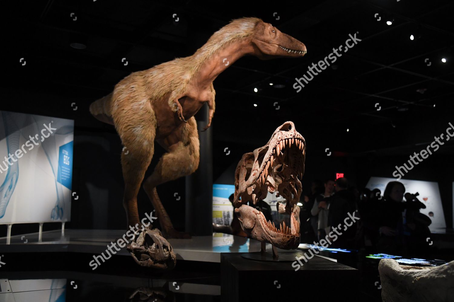 T. rex: The Ultimate Predator