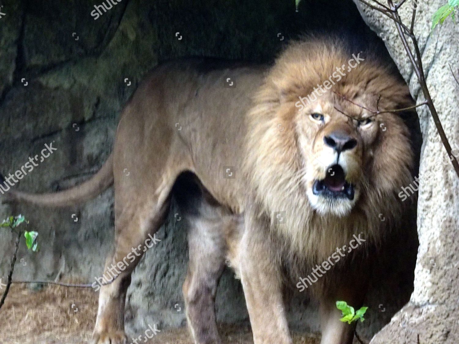 African Lion Taipei Zoo Taipei Taiwan 07 Editorial Stock Photo Stock Image Shutterstock