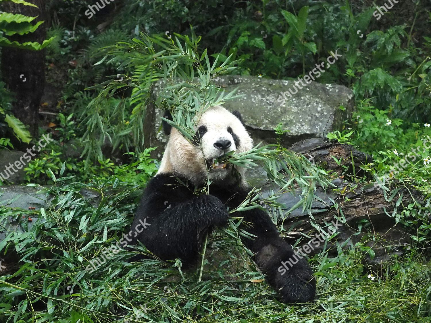 Giant Panda Taipei Zoo Taipei Taiwan 07 Editorial Stock Photo Stock Image Shutterstock