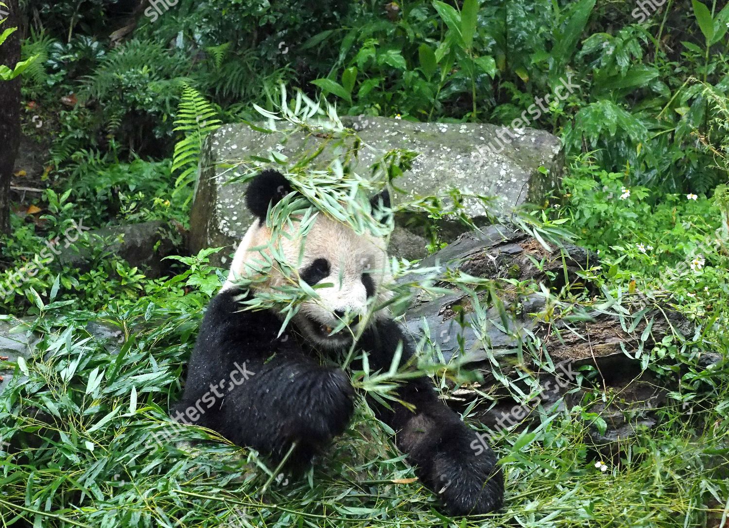 Giant Panda Taipei Zoo Taipei Taiwan 07 Editorial Stock Photo Stock Image Shutterstock