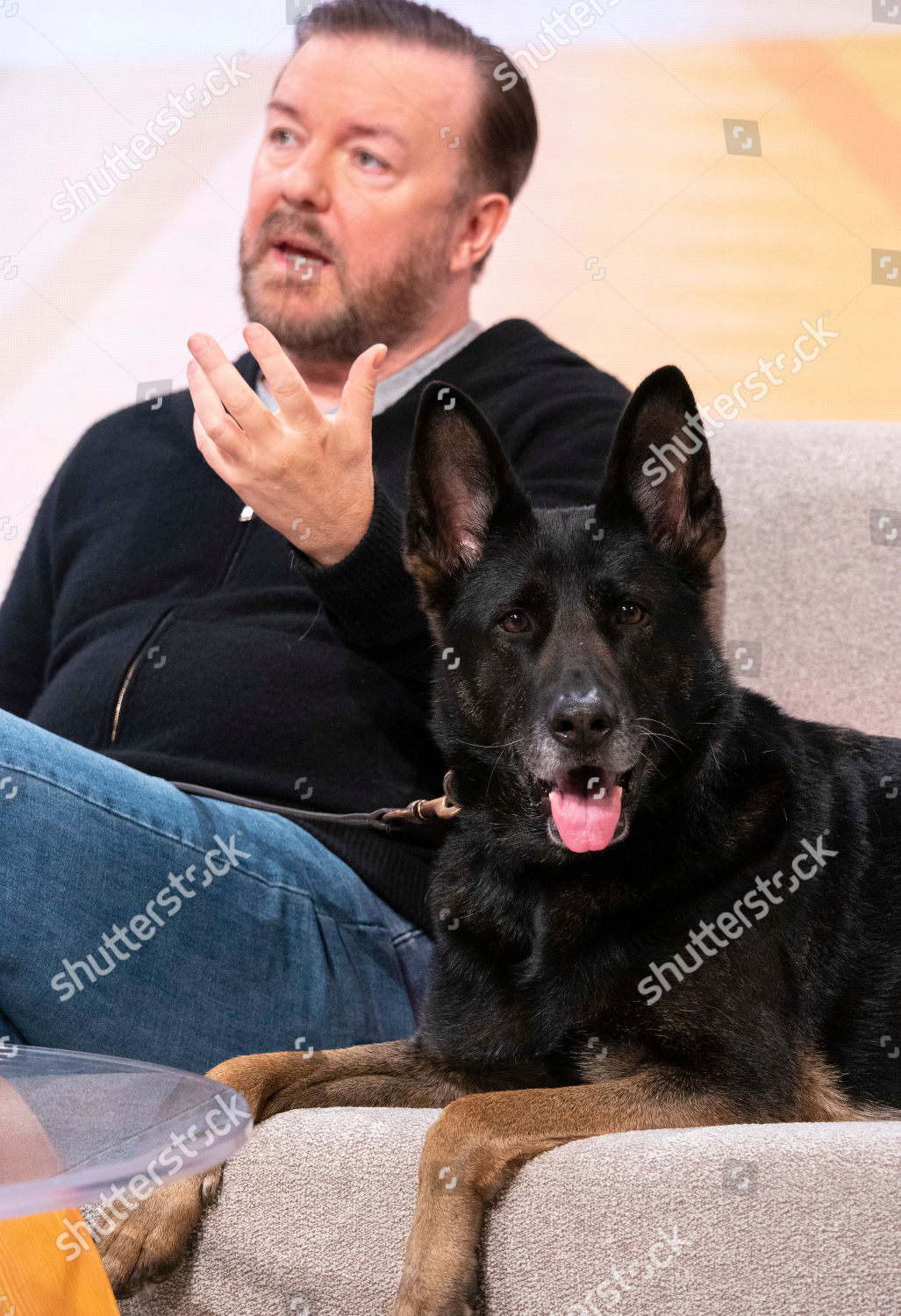Ricky Gervais Dog Called Auntie Editorial Stock Photo - Stock Image