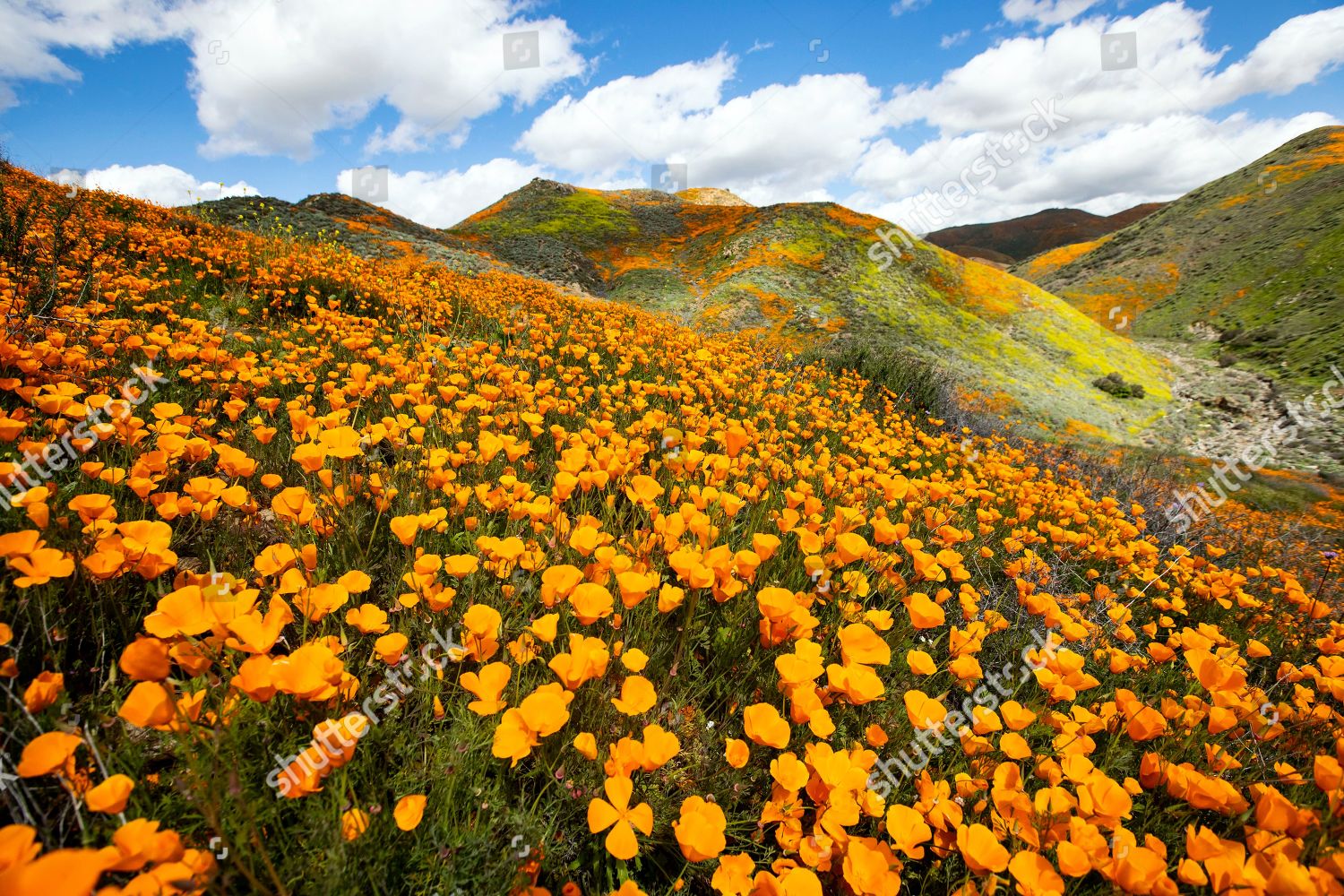 Poppy Fields Blooming On Slops Walker Editorial Stock Photo Stock