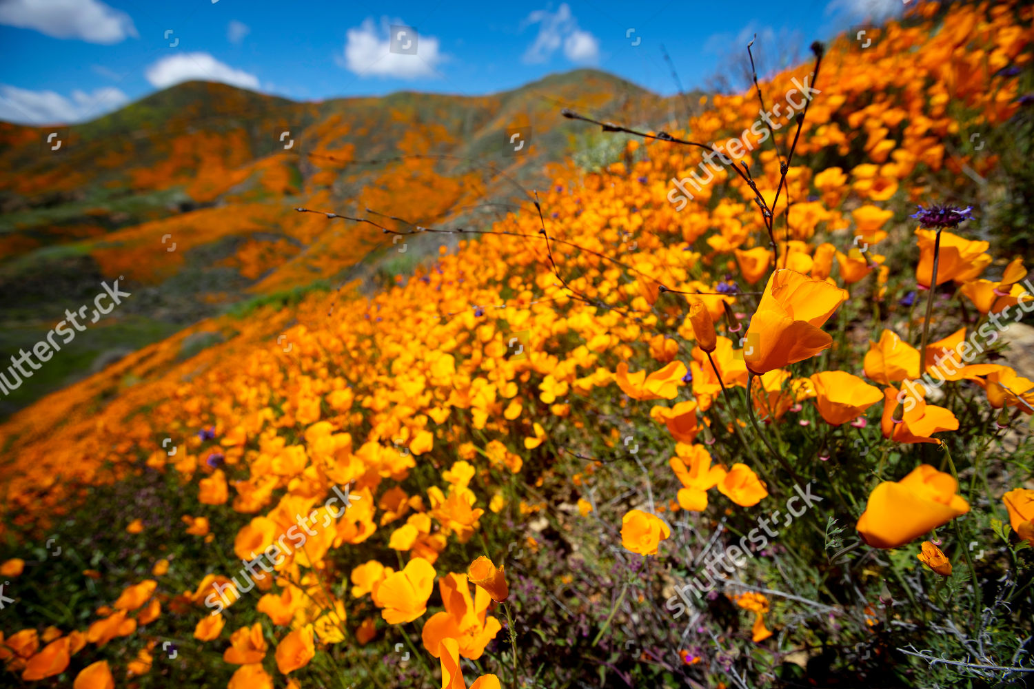 Poppy Fields Blooming On Slops Walker Canyon Editorial Stock Photo Stock Image Shutterstock