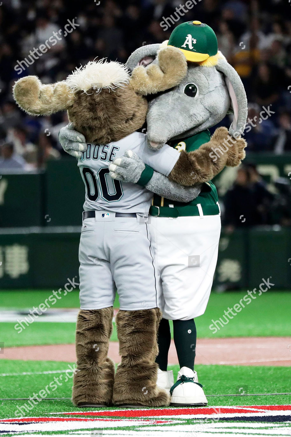 Oakland Athletics Mascot Stomper R Seattle Mariners のエディトリアルストック写真 ストック画像 Shutterstock