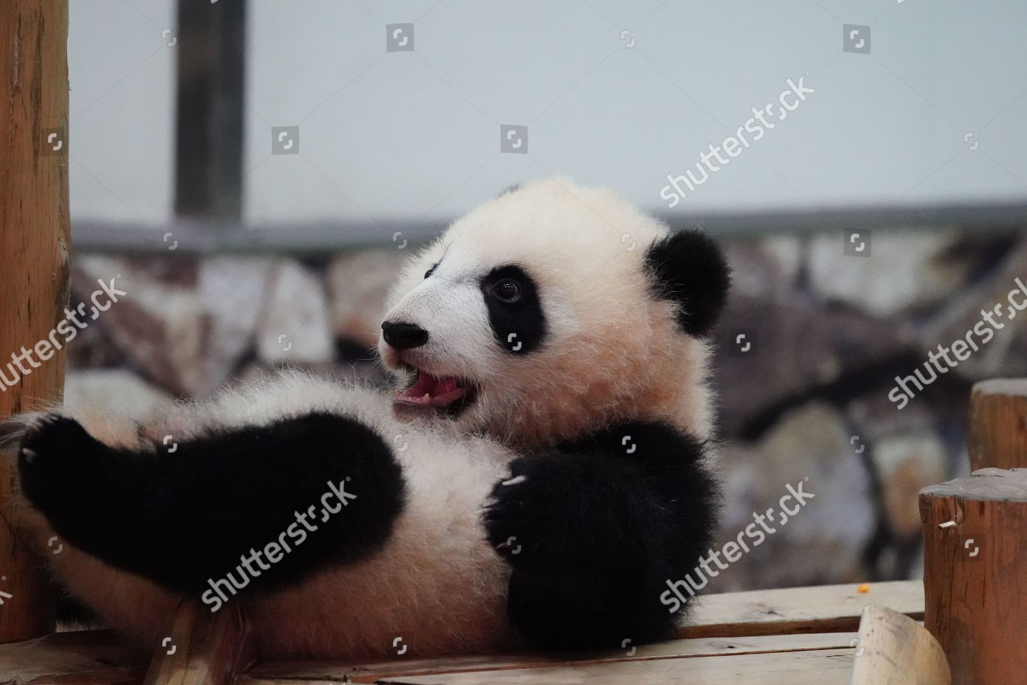 Female Giant Panda Cub Saihin Plays Editorial Stock Photo - Stock Image ...
