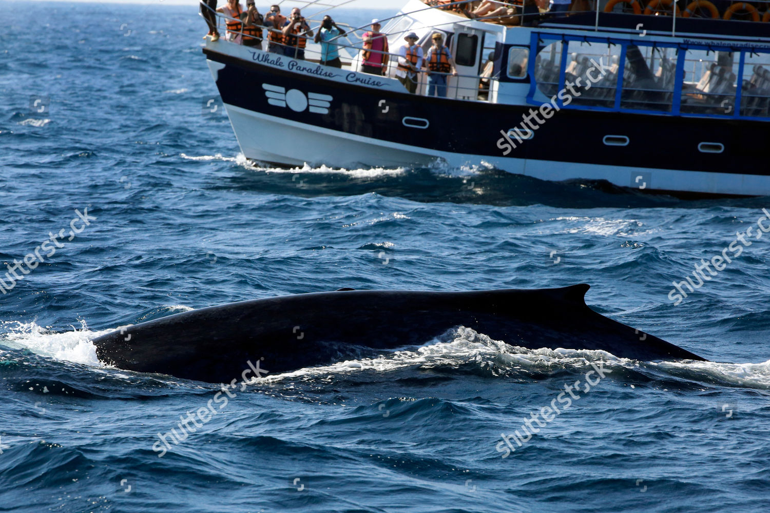 People Observe Whale Water Off Coast Mirissa Editorial Stock Photo