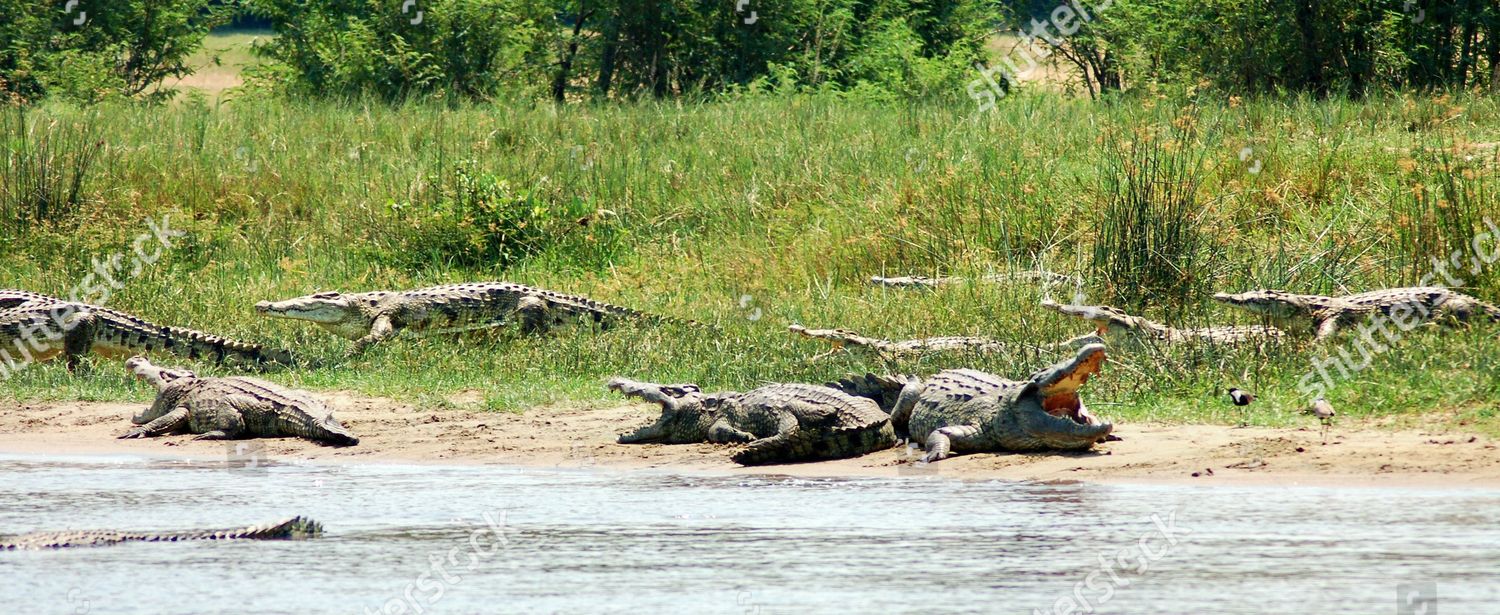 Crocodiles Wait Meal Near Where Enniskillen Teacher Editorial Stock Photo Stock Image Shutterstock