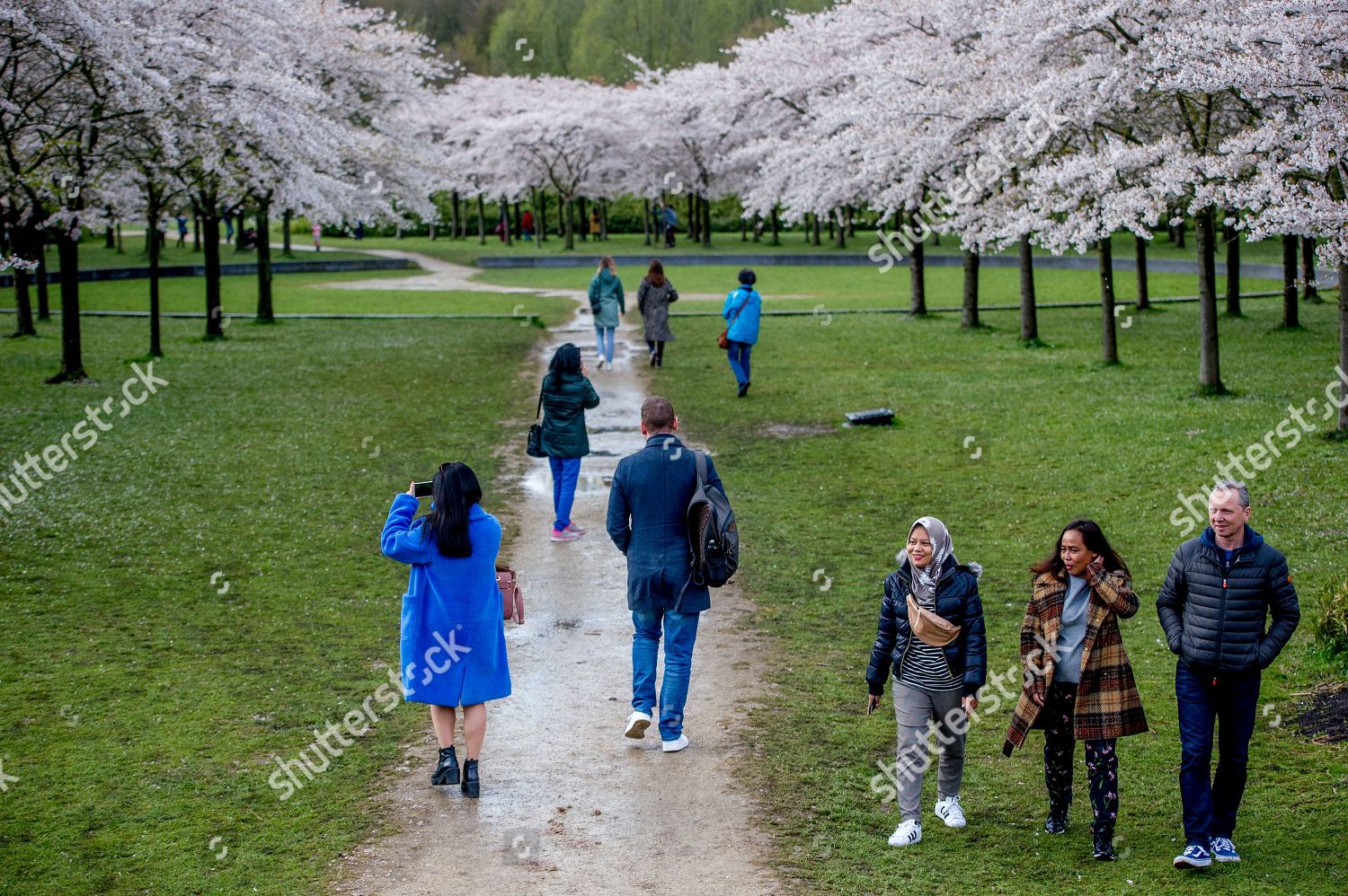 Cherry Blossom Park Amsterdamse Bos Full Editorial Stock Photo - Stock ...