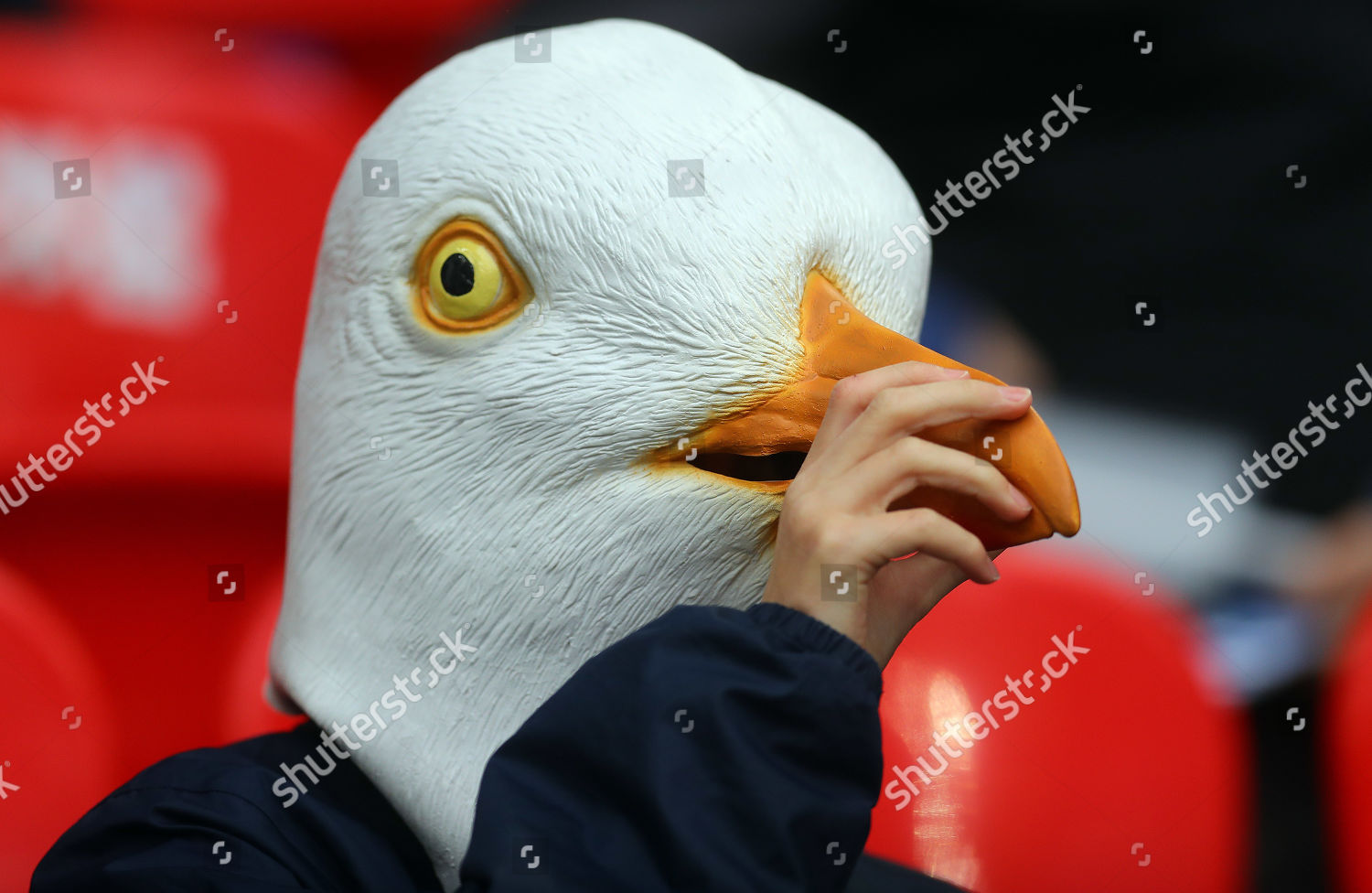 Brighton Hove Albion Fan Seagull Mask Editorial Stock Photo - Stock ...