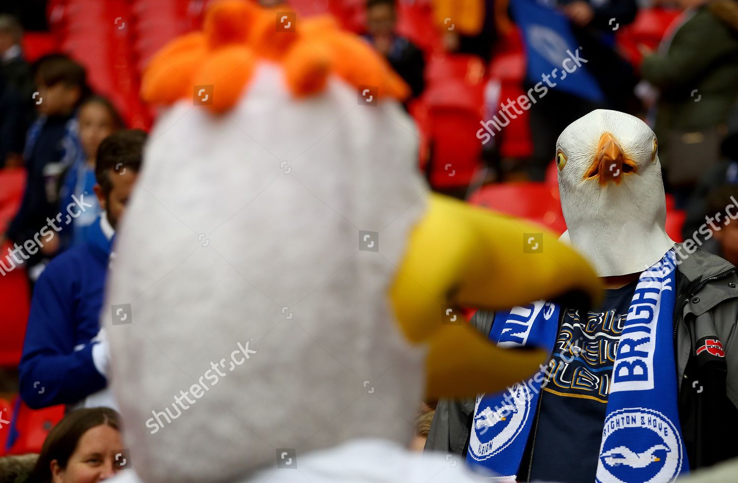 Brighton Hove Albion Fan Seagull Mask Editorial Stock Photo - Stock ...