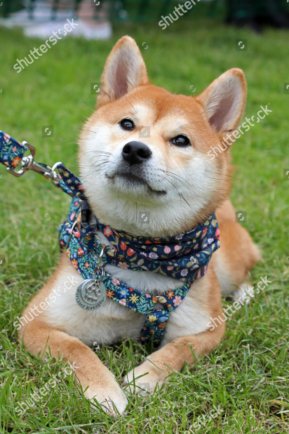 Momo Shiba Inu All Dogs Matter Bark Editorial Stock Photo