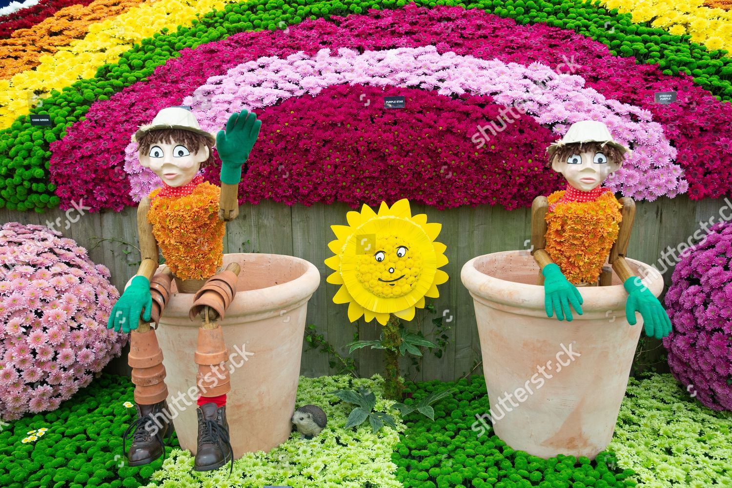 Bill Ben Chrysanthemums Final Preparations By Exhibitors Rhs Editorial Stock Photo Stock Image Shutterstock