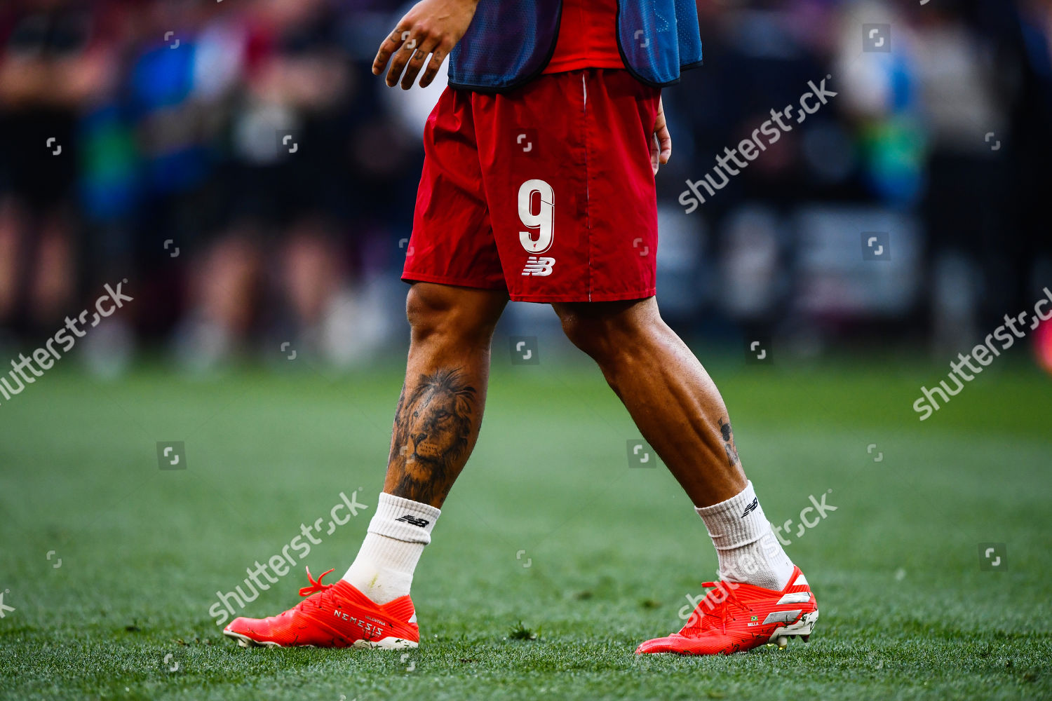 Roberto Firmino Liverpool Lion Tattoo On Editorial Stock Photo - Stock ...