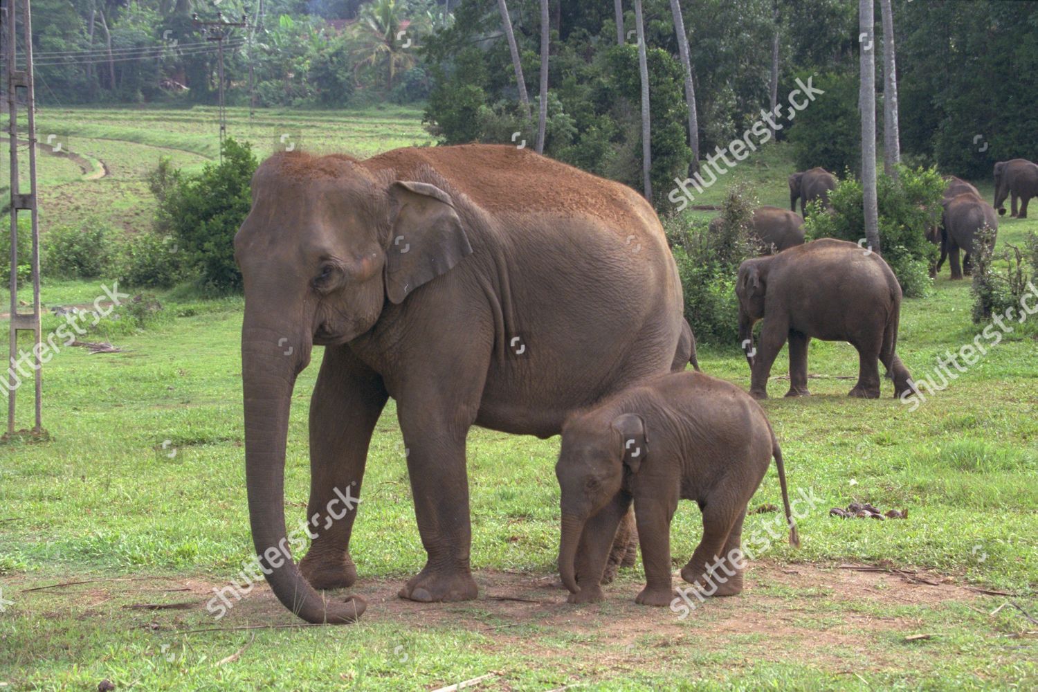 Elephant adults only Version Elephant adults only agree, useful