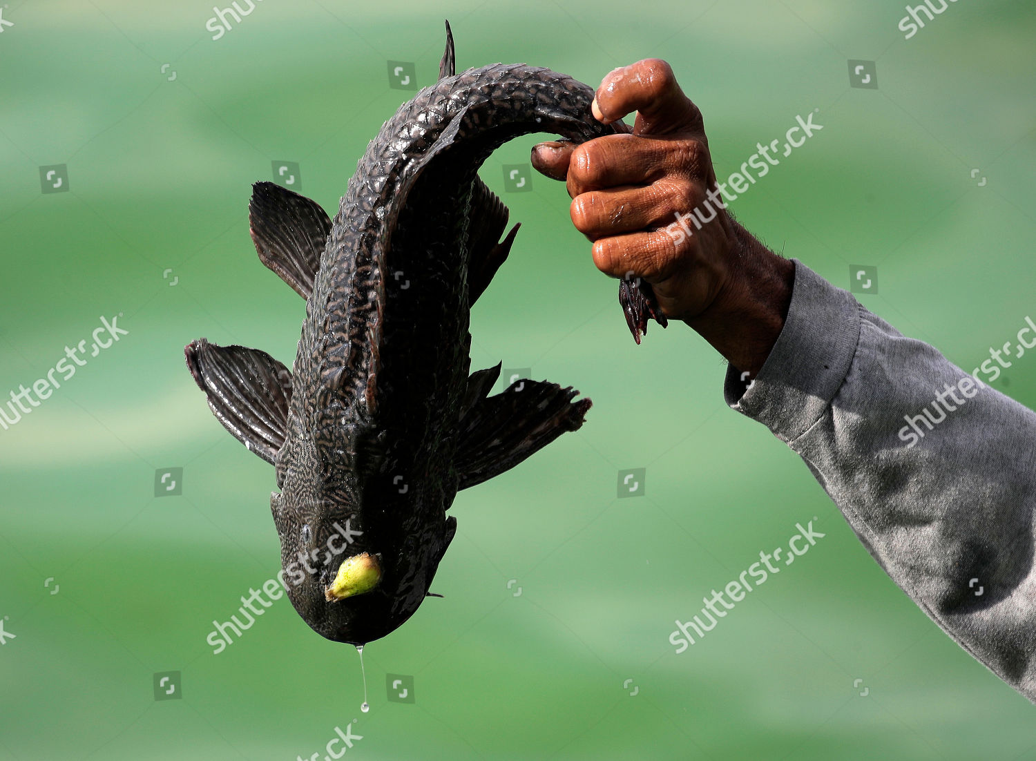 Filipino Fisherman Displays Janitor Fish Caught Editorial Stock Photo