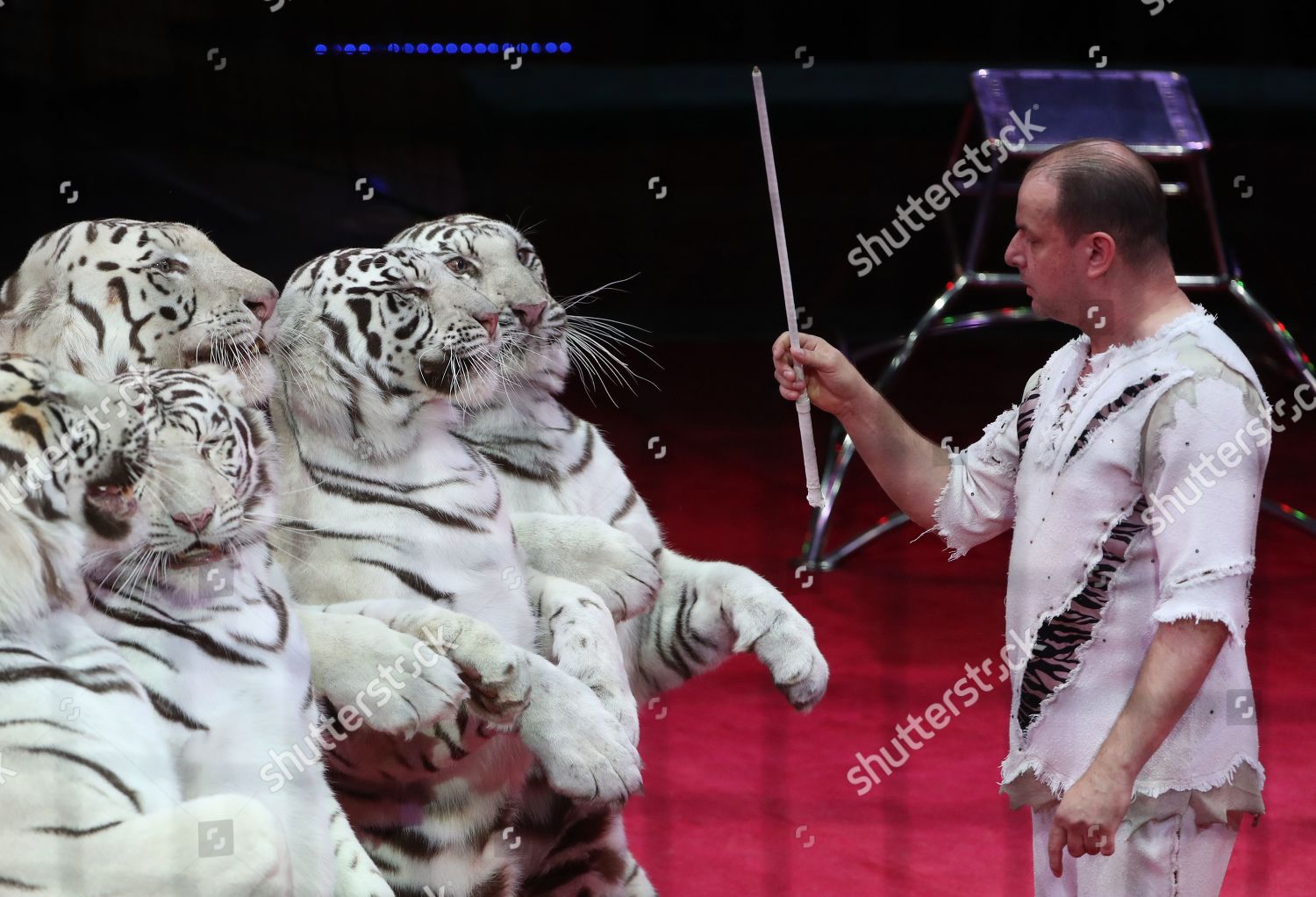 circus white tigers