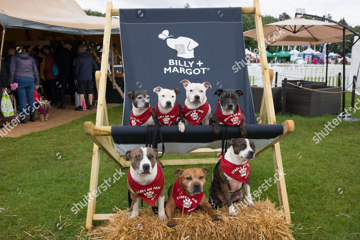 People Their Dogs Attend Dogfest Tatton Editorial Stock Photo Stock Image Shutterstock
