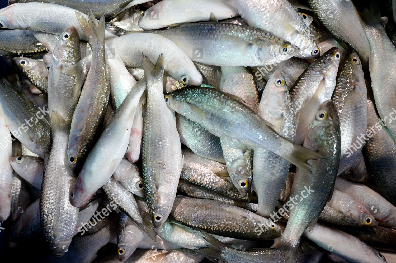 Mullet Fish Which Known Locally Maid Displayed 新闻传媒库存照片 库存图片 Shutterstock