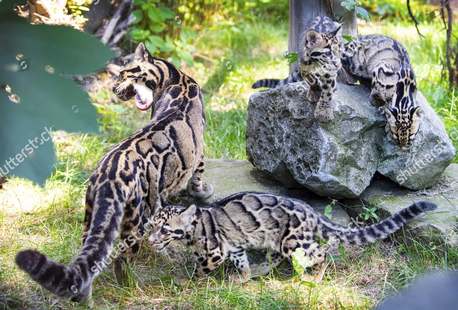 Three Newborn Cloud Leopards Go Outside First Editorial Stock