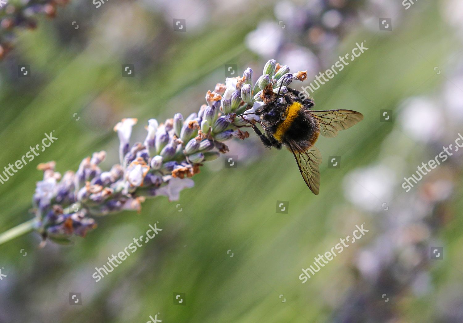 Bee On Flower Botanical Gardens Palmengarten Frankfurt Editorial