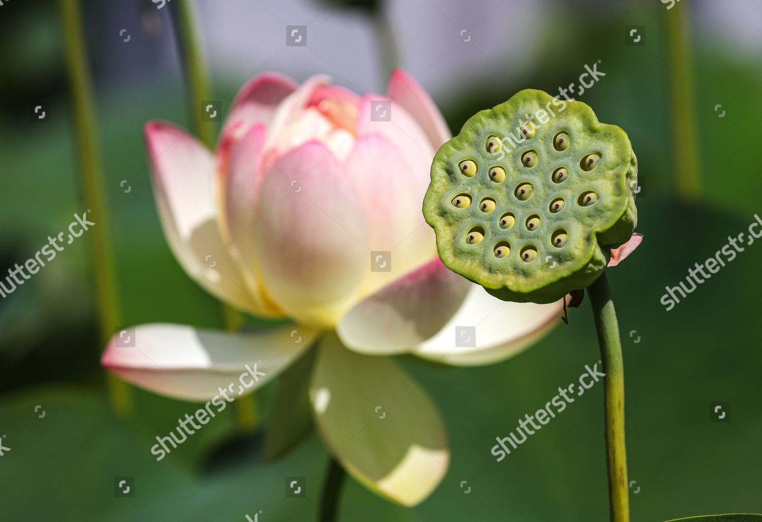 Lotosblume Nelumbo Hall Highest Harmony Flower Botanical Editorial