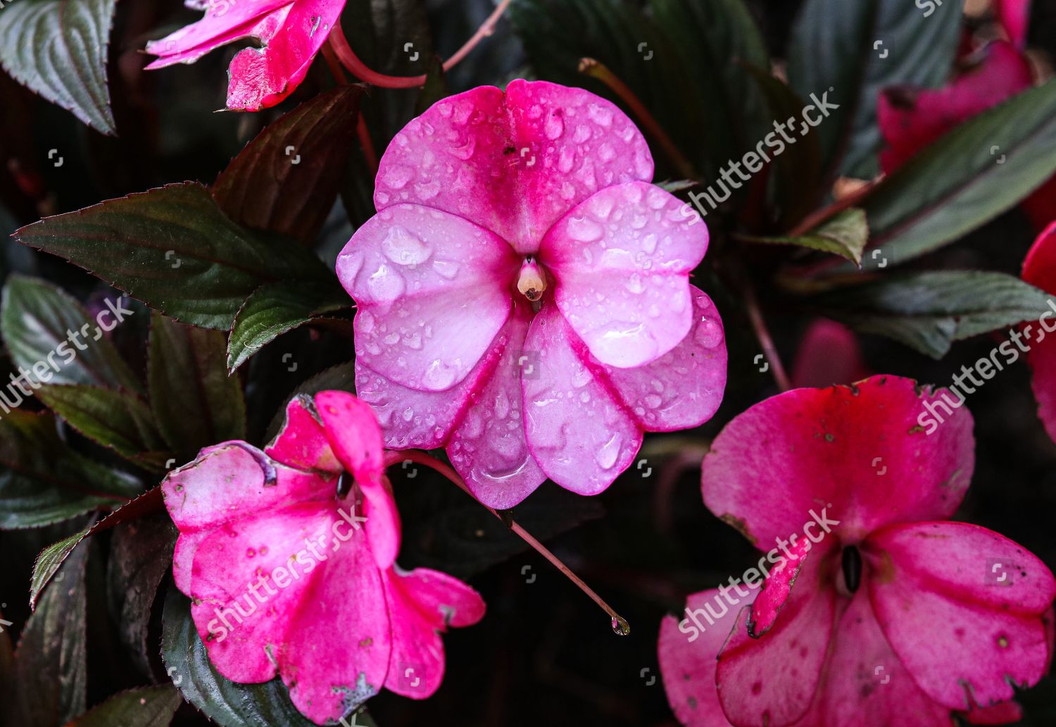 Morning Dew Lies On Onagraceaes Evening Primrose Editorial Stock