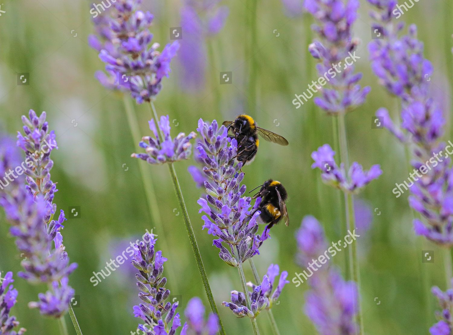 Bees Sit Flower Botanical Gardens Palmengarten Frankfurt Editorial