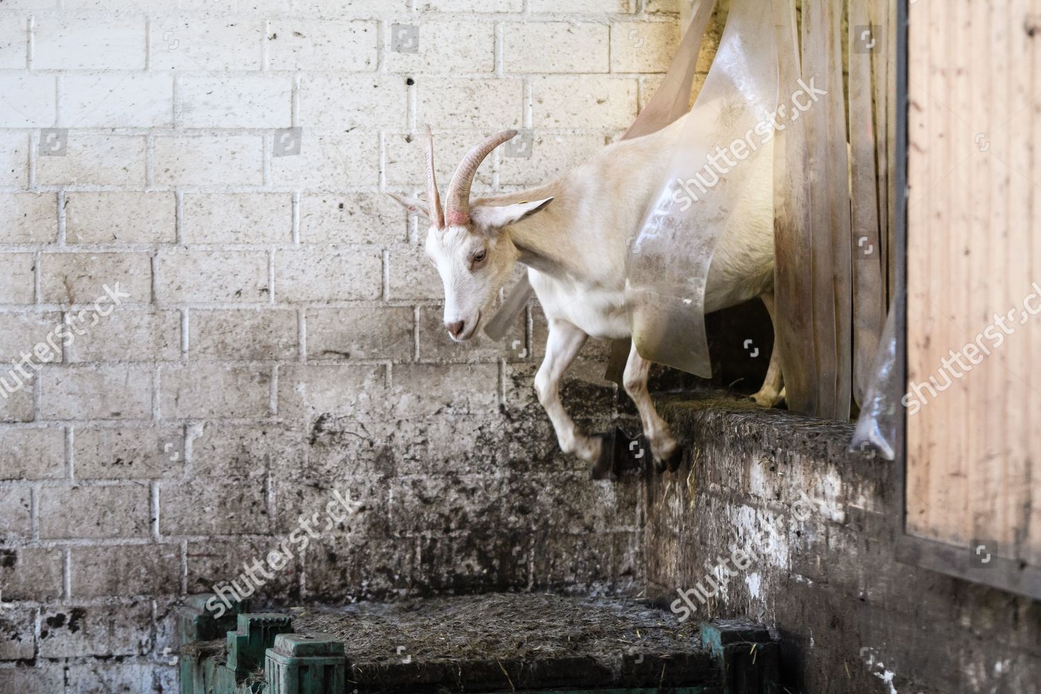 Goat Jumps Into Barn After Being Editorial Stock Photo Stock Image