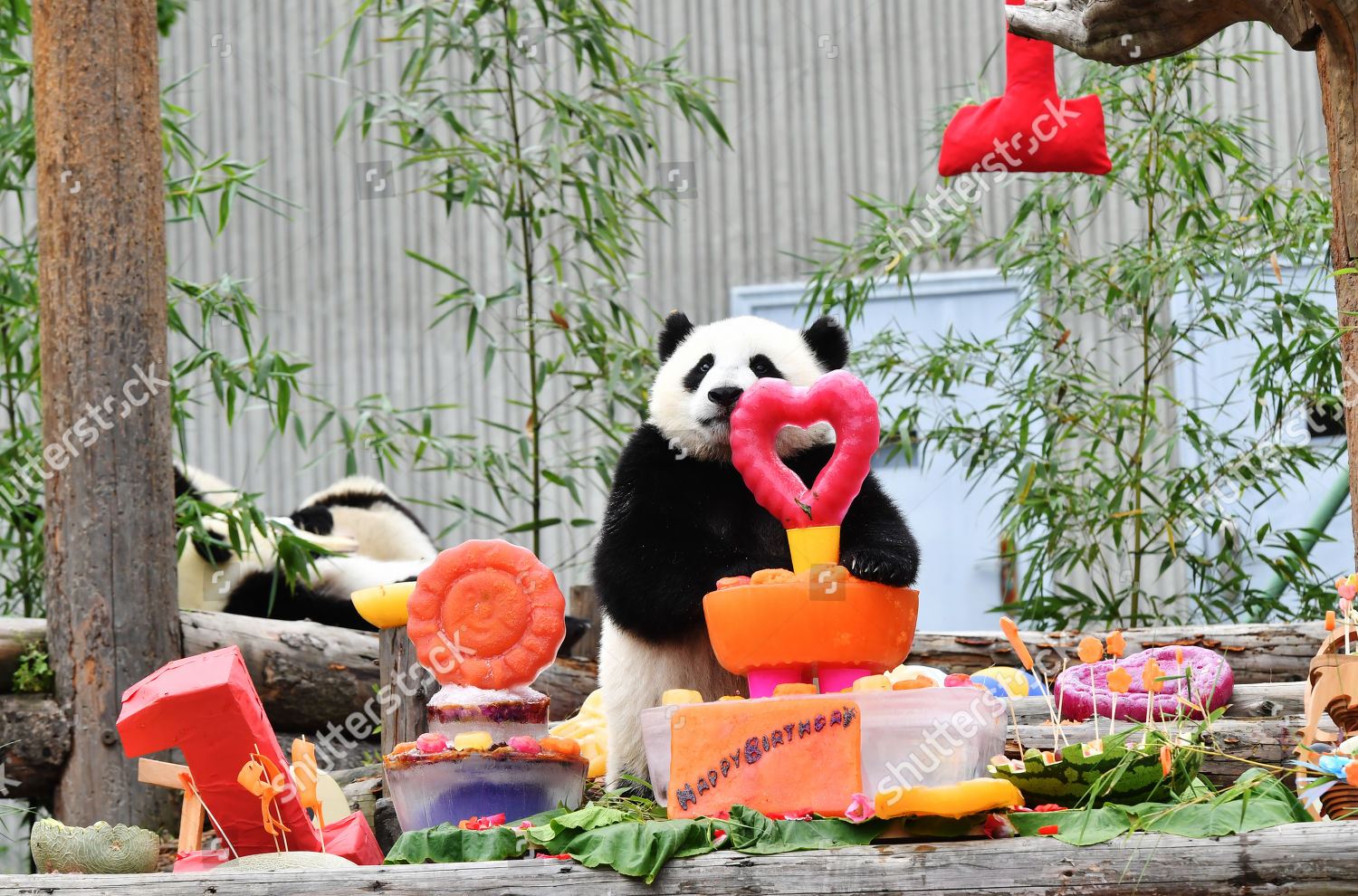 18 Baby Pandas Playing Their One Editorial Stock Photo Stock Image