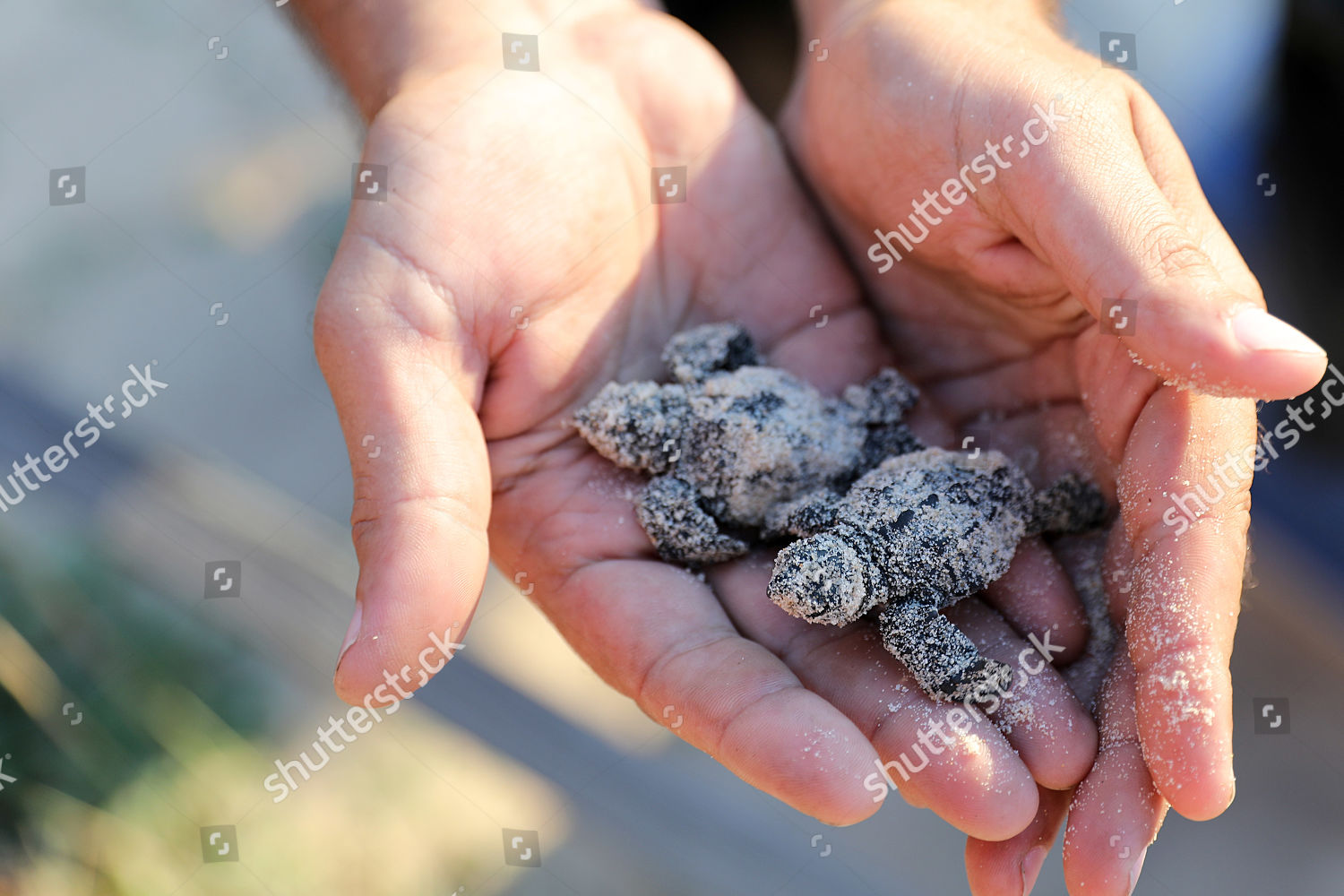 Inspector Holds Hatching Loggerhead Sea Turtles Editorial Stock Photo ...
