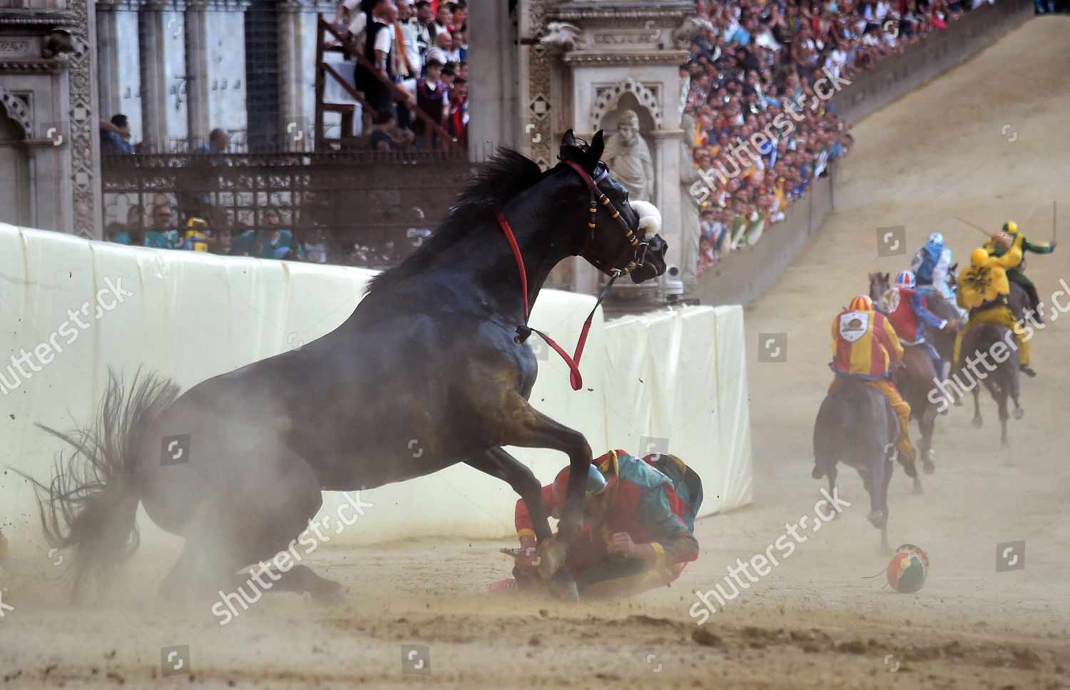 Jockey Falls Off His Horse During Editorial Stock Photo Stock Image