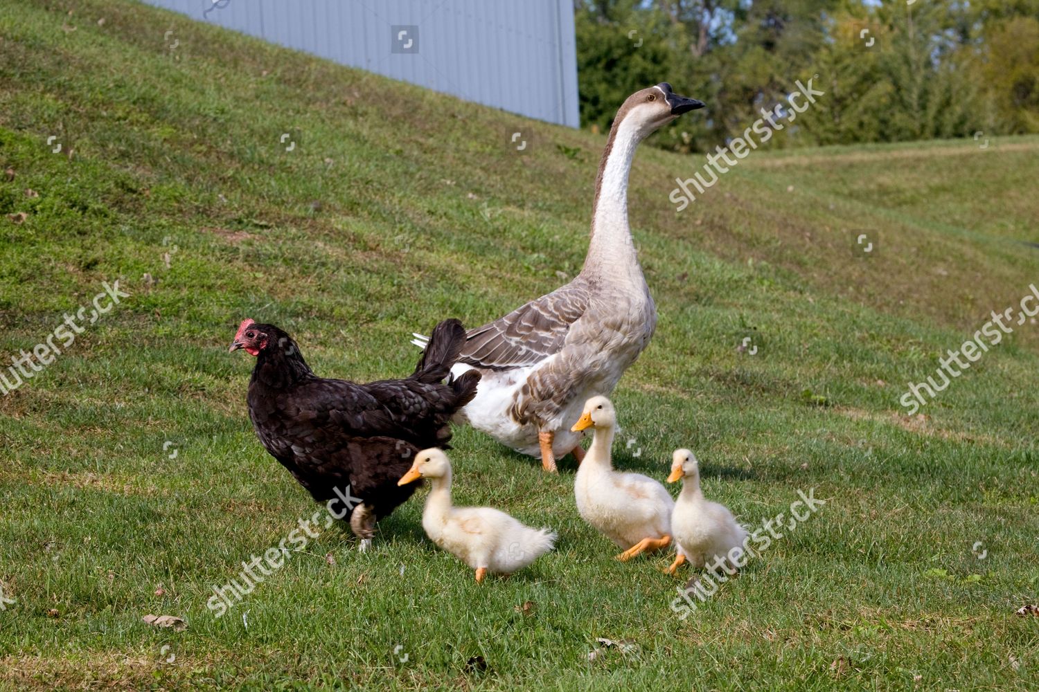 Henrietta Chicken Gertie Goose Their Three Adopted Editorial - 