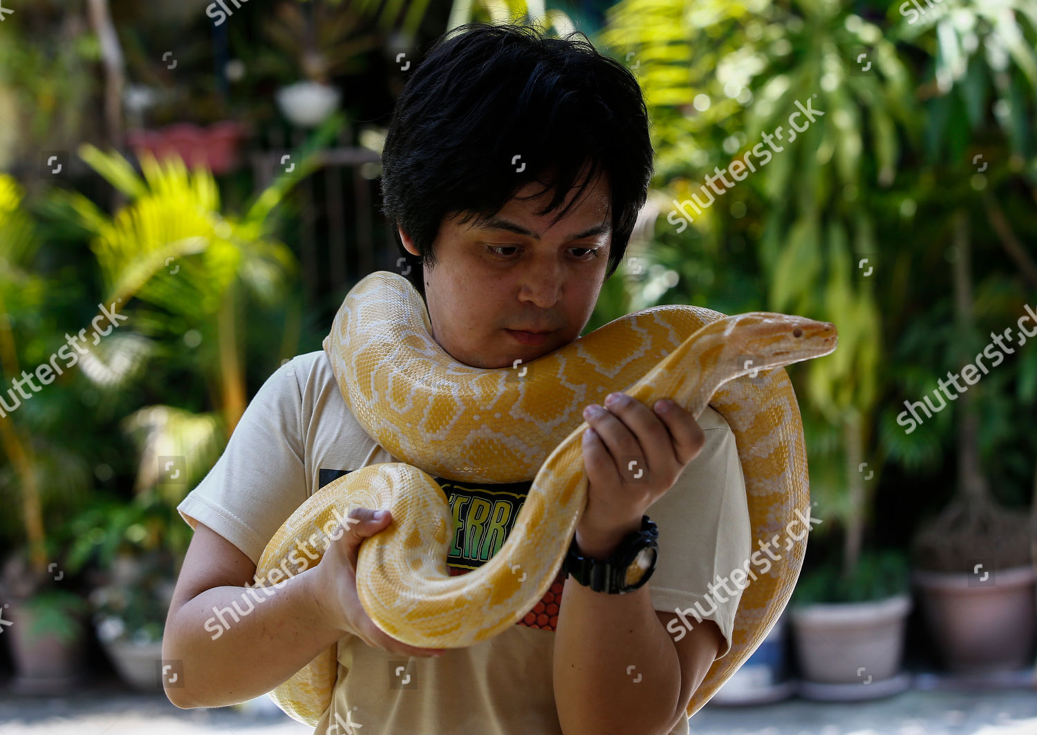 Filipino Sherwin Crisostomo Holds Burmese Python Editorial Stock Photo ...