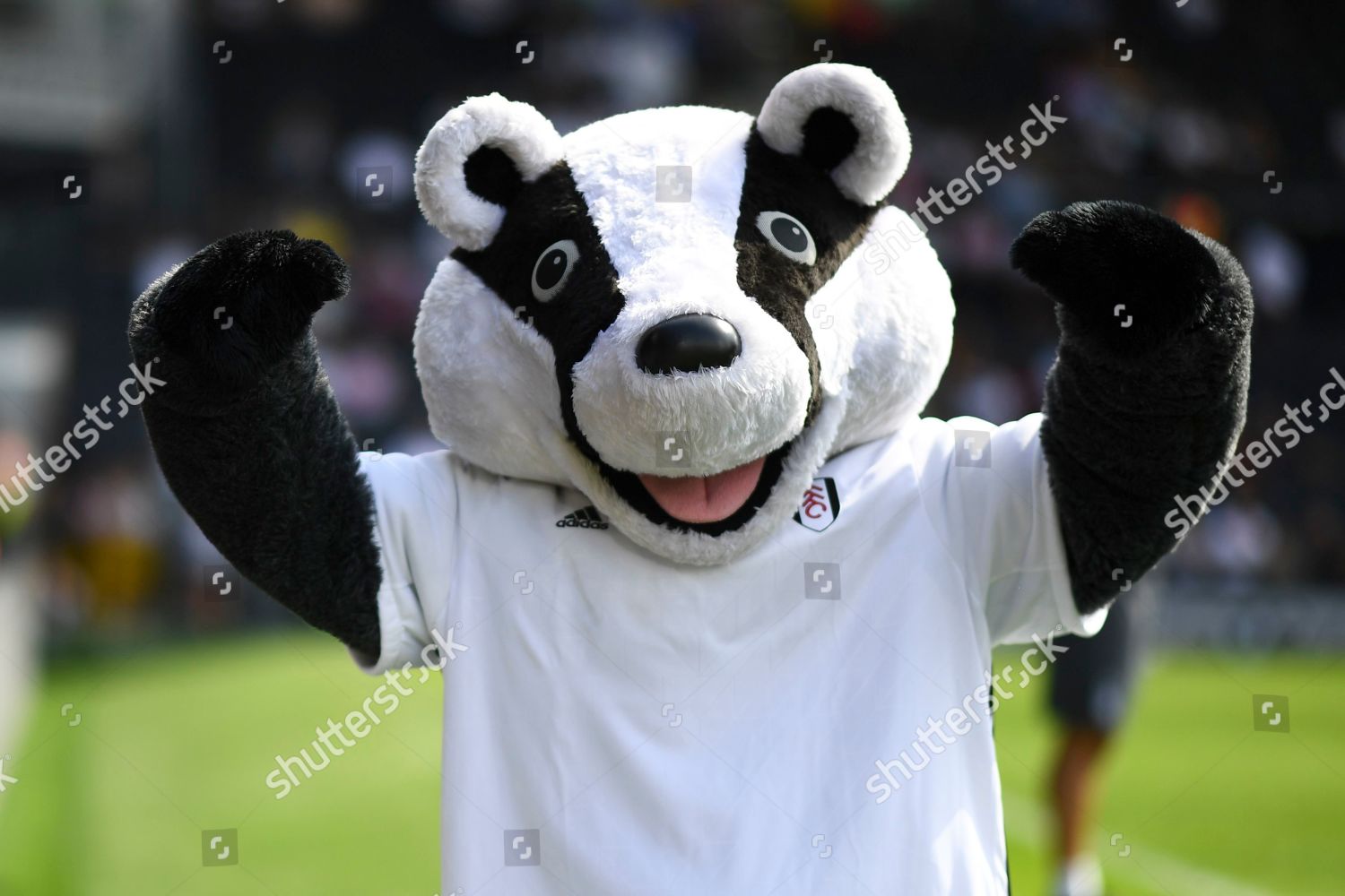 Fulham Mascot Billy Badger Editorial Stock Photo - Stock Image ...